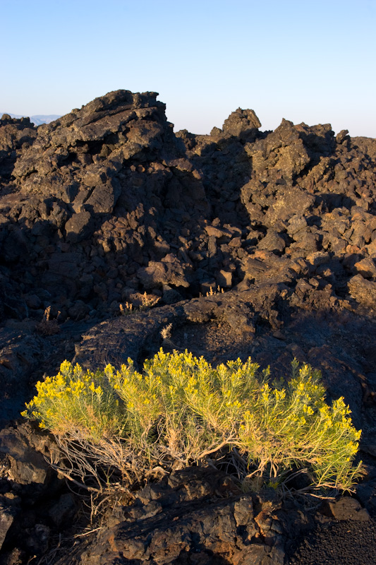 Flowers In Lava Field